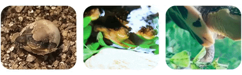 Your Toronto Zoo Releases 56 Blanding's Turtles into The Wild!
