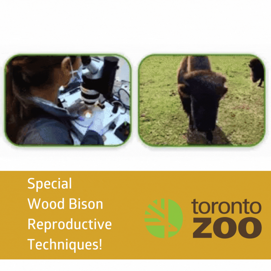 Innovation at Work – Wood Bison Calves Born Using Groundbreaking Reproductive Techniques!