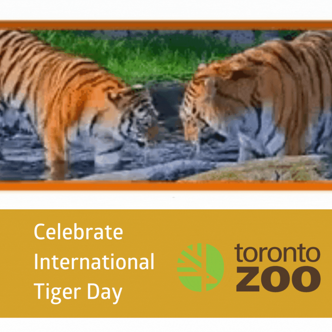 Celebrate International Tiger Day!