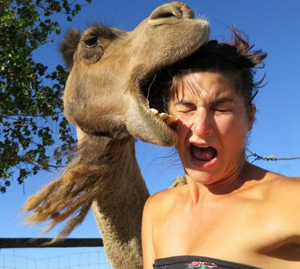 Hump Day: Did the Patriarchs/Matriarchs Really Ride on Camels?