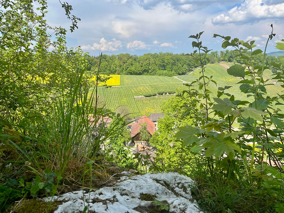 Aussicht von Engenstein auf die untere Chlus und den Klushof.