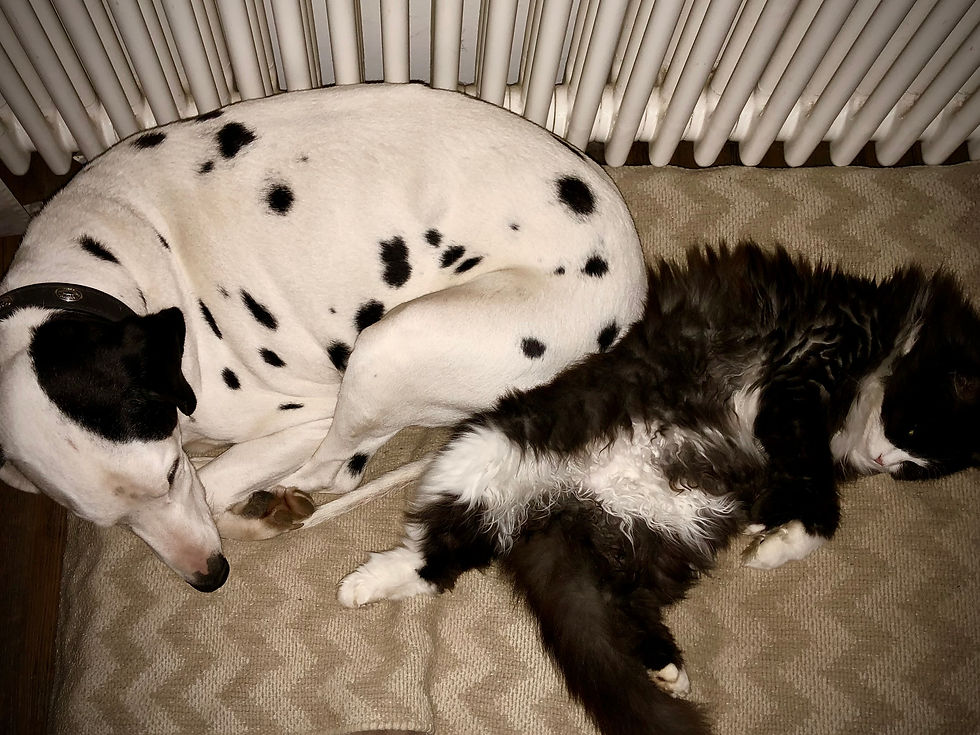 Die Mutter der zwei Katzenjungen: egal, wieviel Platz die Katzen beanspruchten, Sisko begnügte sich mit einer Ecke. Dabei war das sein Bett.