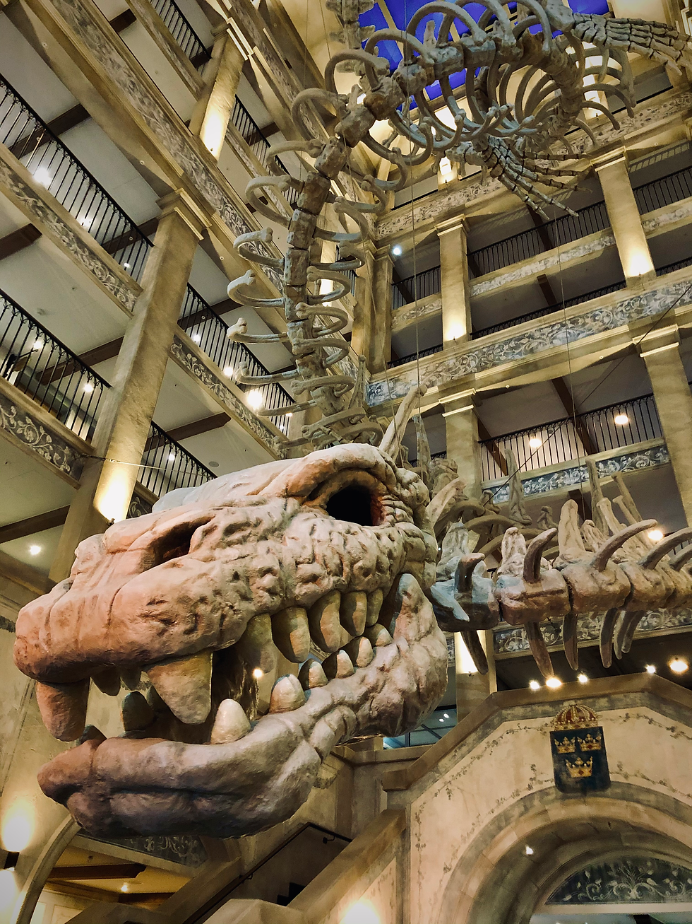 Wenn dich ein Dino so angrinst, ist das schon beeindruckend.