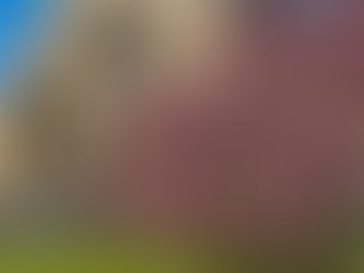 Magnolienblüte vor der Paulskirche in Basel.