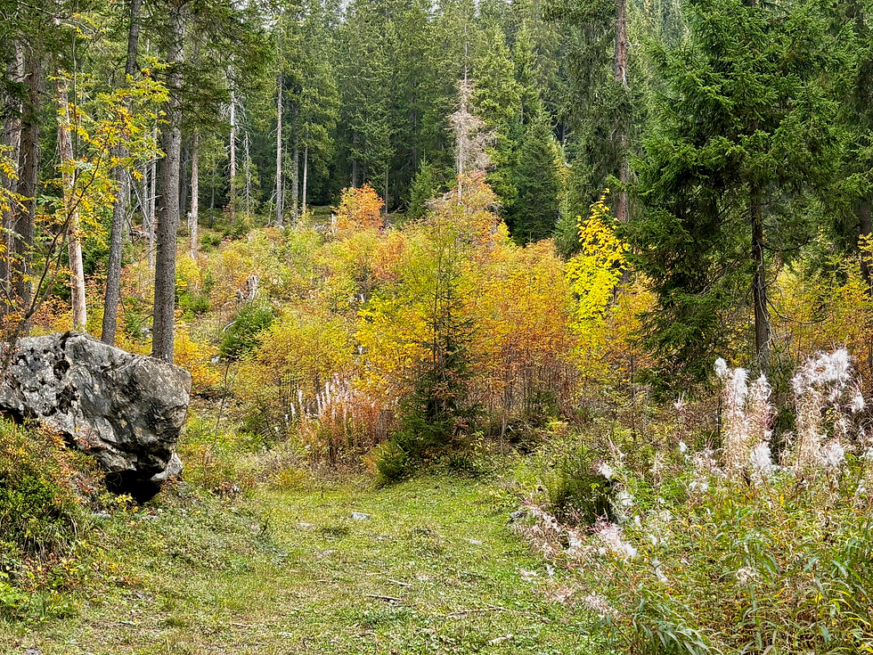 Teils ging es durch bunten Herbstwald, teils über stotzigere Wege...