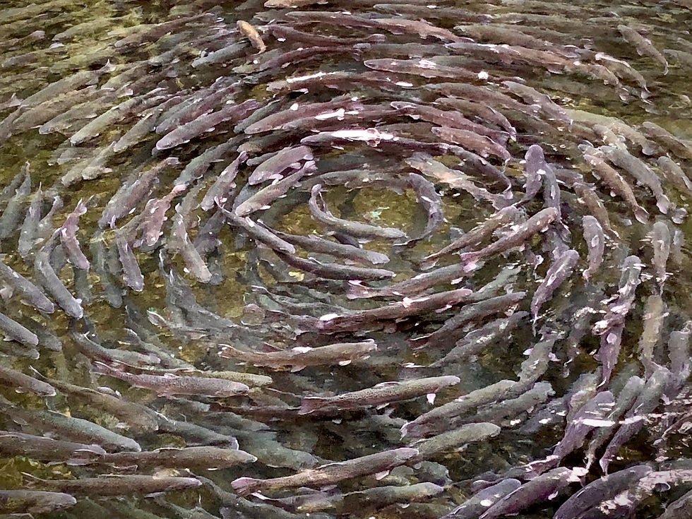 Verschiedene Wege führen auch zur Hauseigenen Forellenzucht...natürlich Bio.
