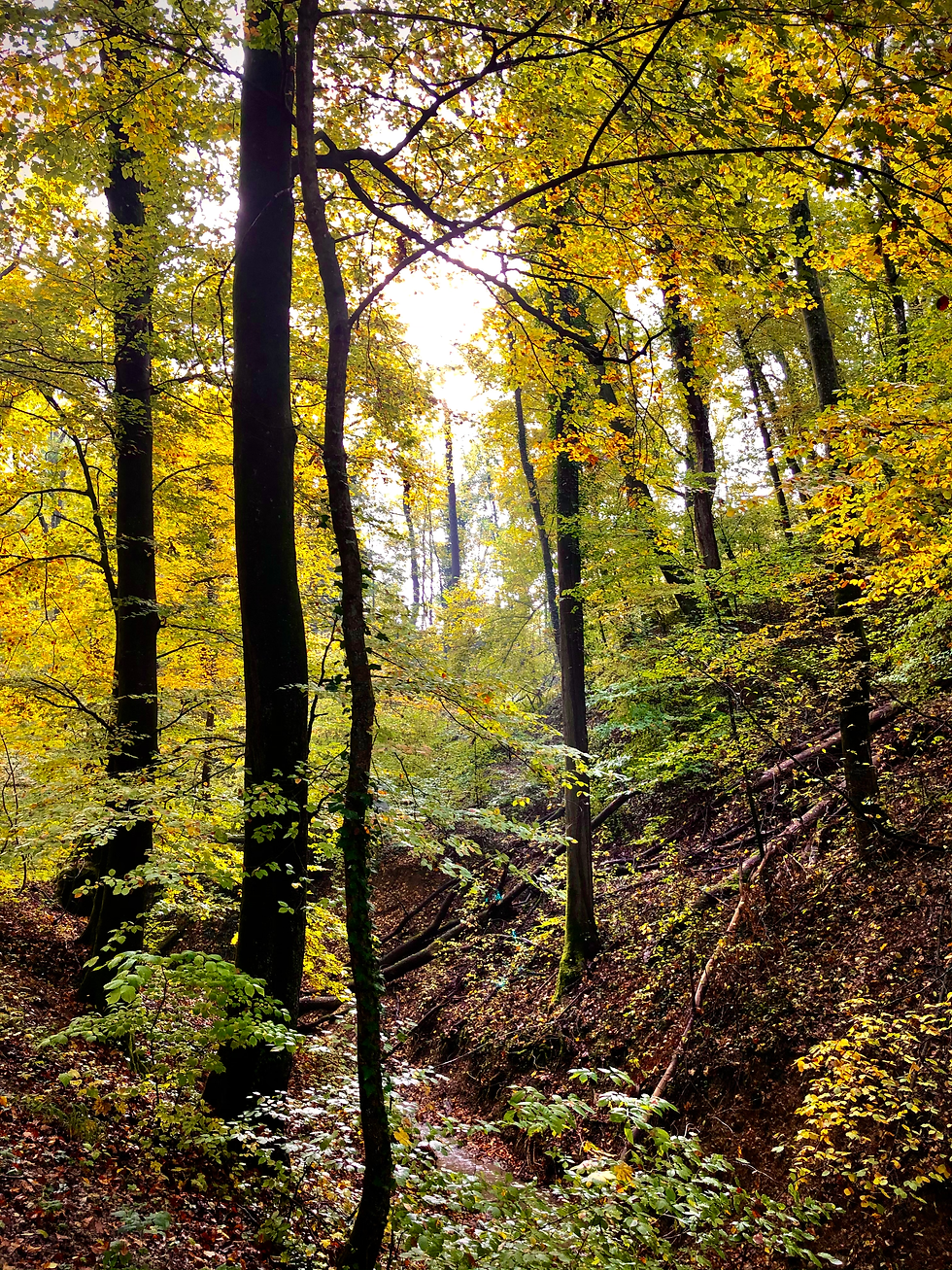 Herbstlicher Wald bei Muttenz.