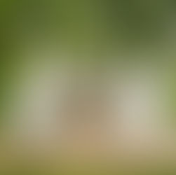 Open House Basel und die Villa Ehinger in Münchenstein