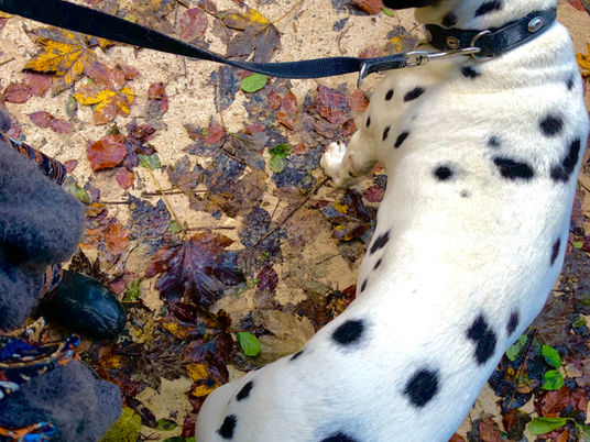 Die drei wichtigsten Tage mit deinem Hund