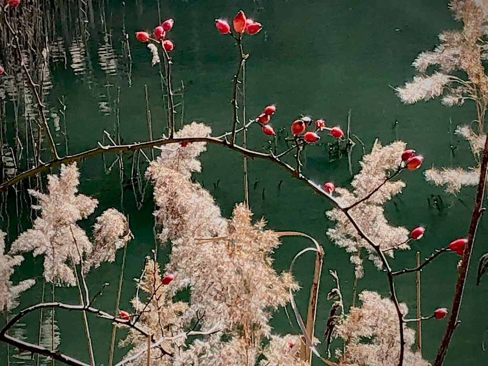 Erinnert mich an ein Gemälde von Monet, euch nicht auch?