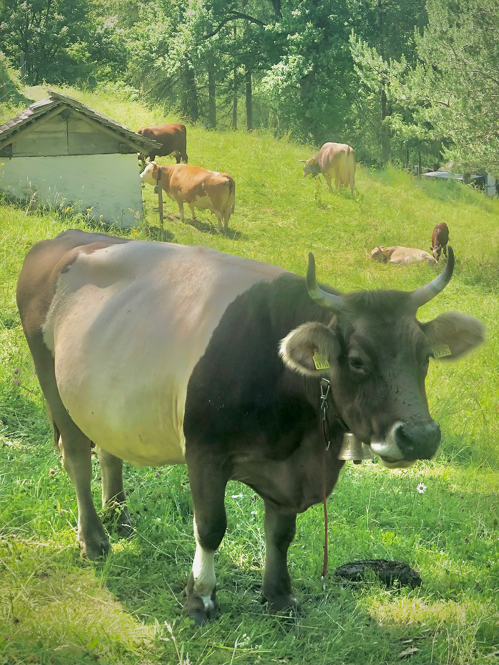 ...bis zu Rindern, gibt es einiges zu entdecken.