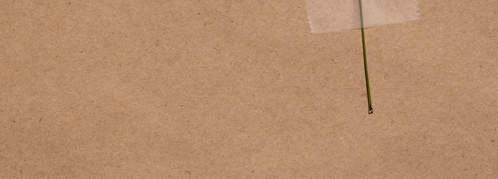 flat-lay-minimal-flowers.jpg
