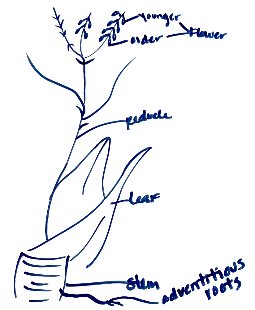 Aloe Vera Plant, Information, Care Guide, Benefits & Uses, Studies, Art