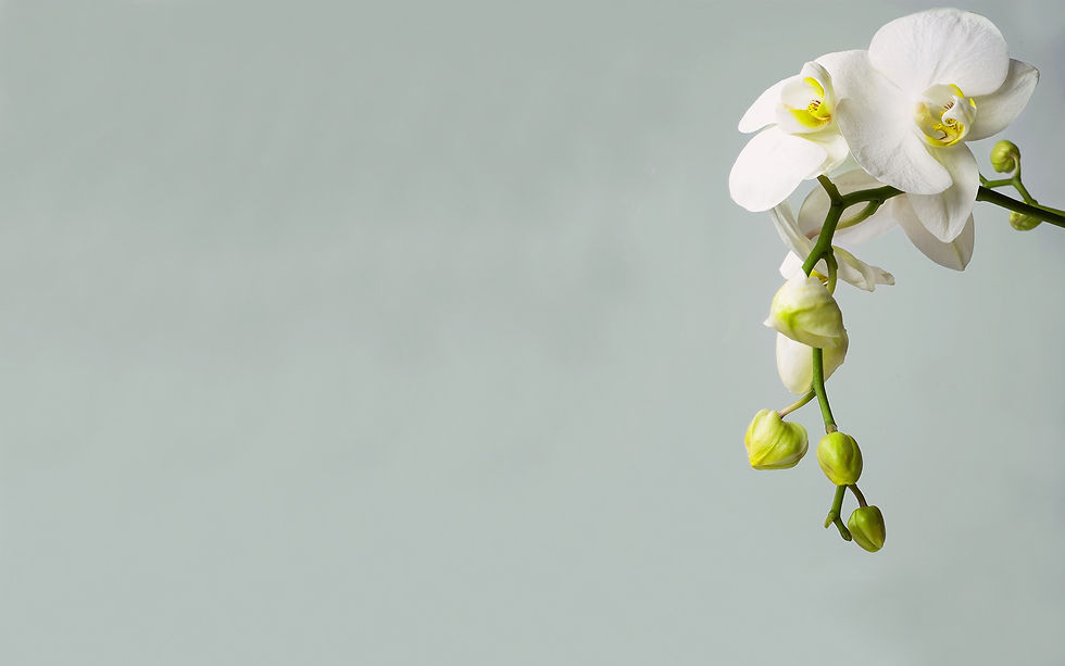 Orchid_edited.jpg
