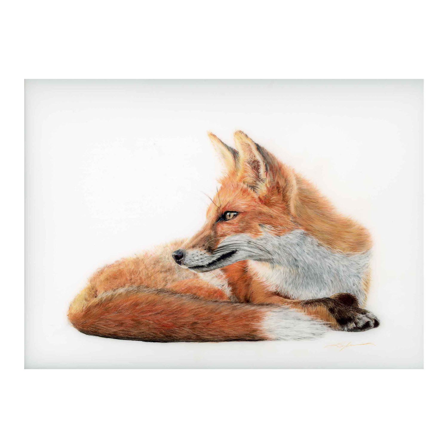 Limited Edition Print - Relaxing Fox