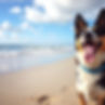 Happy dog at the beach.jpg