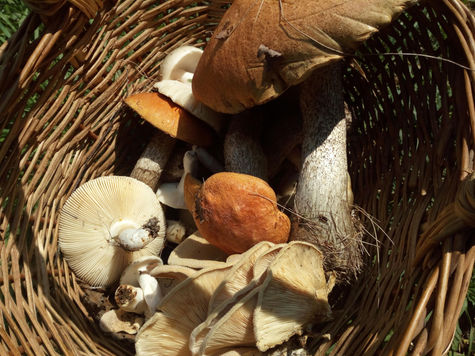 Harvest time has began