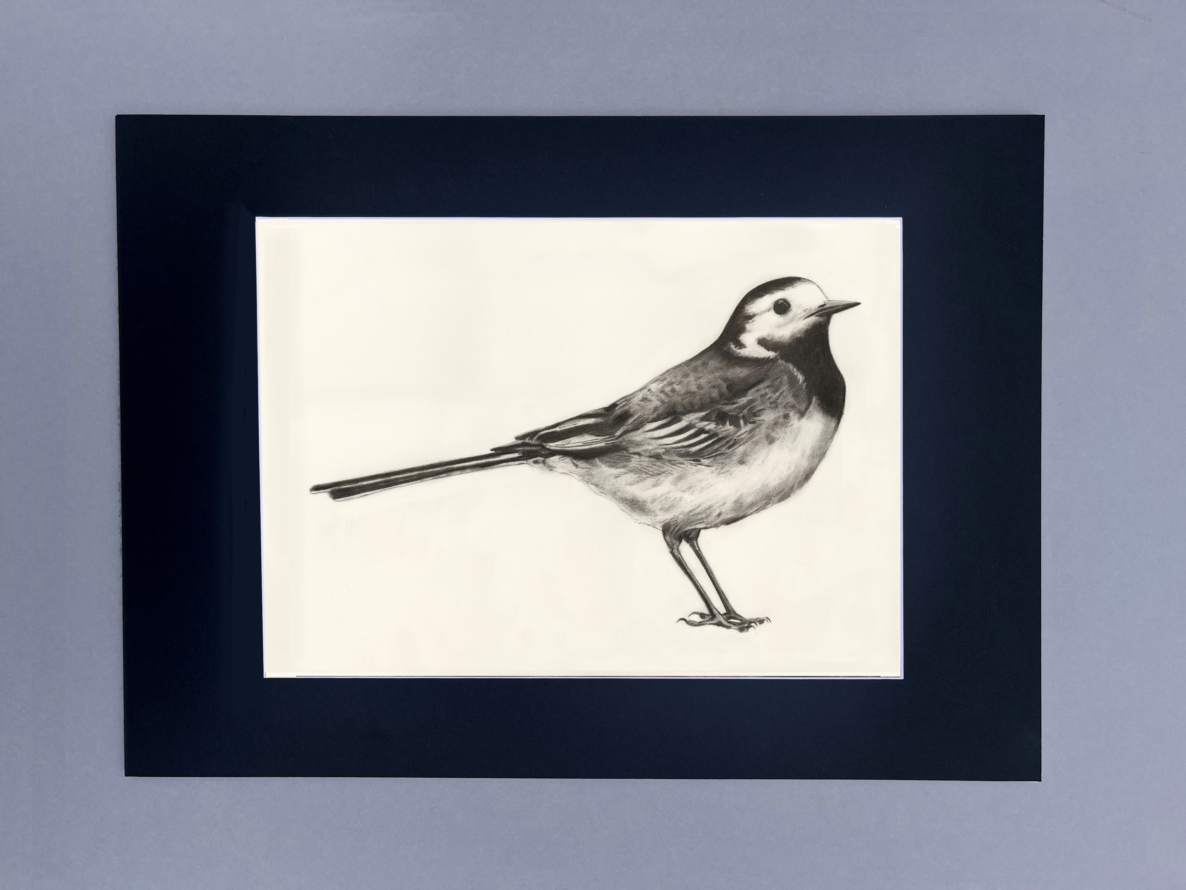 Wagtail
