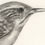 Thumbnail: Framed large Wren Charcoal