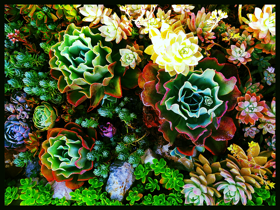 Succulents