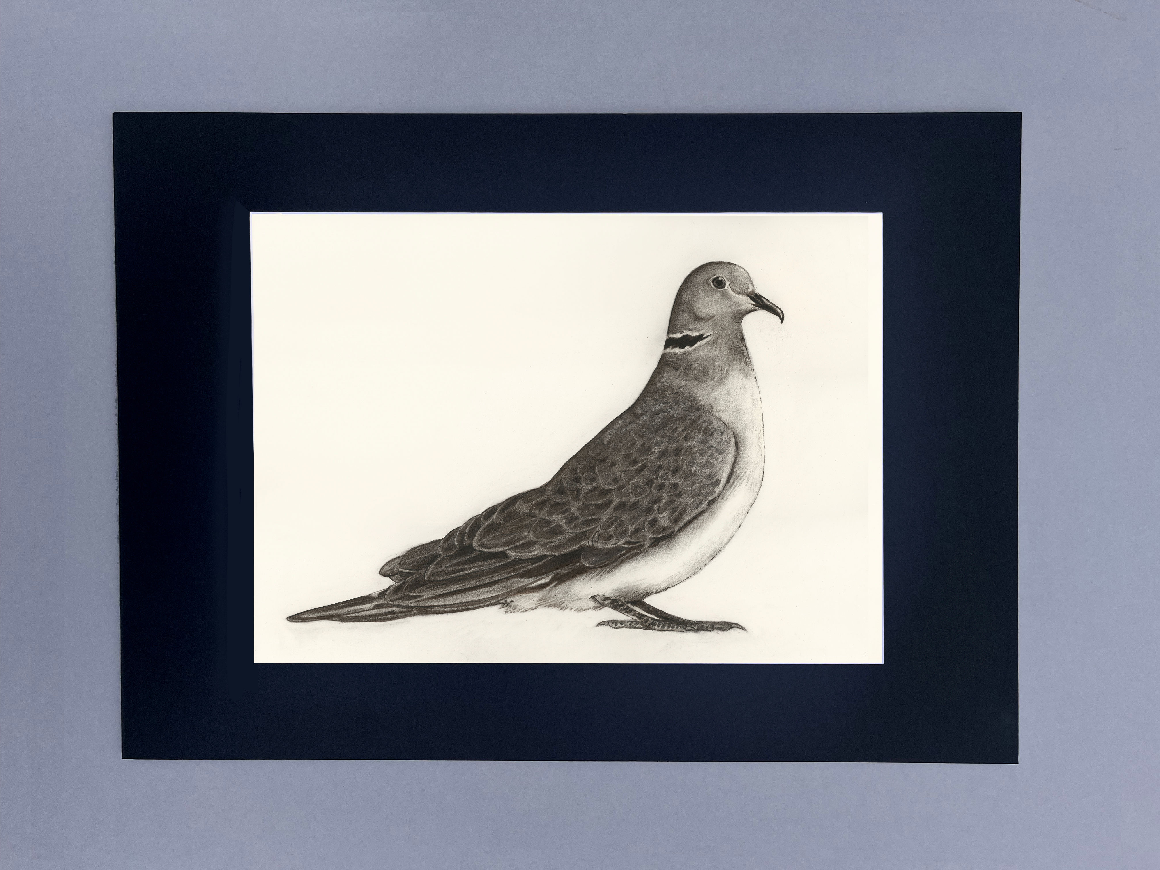 Collared Dove