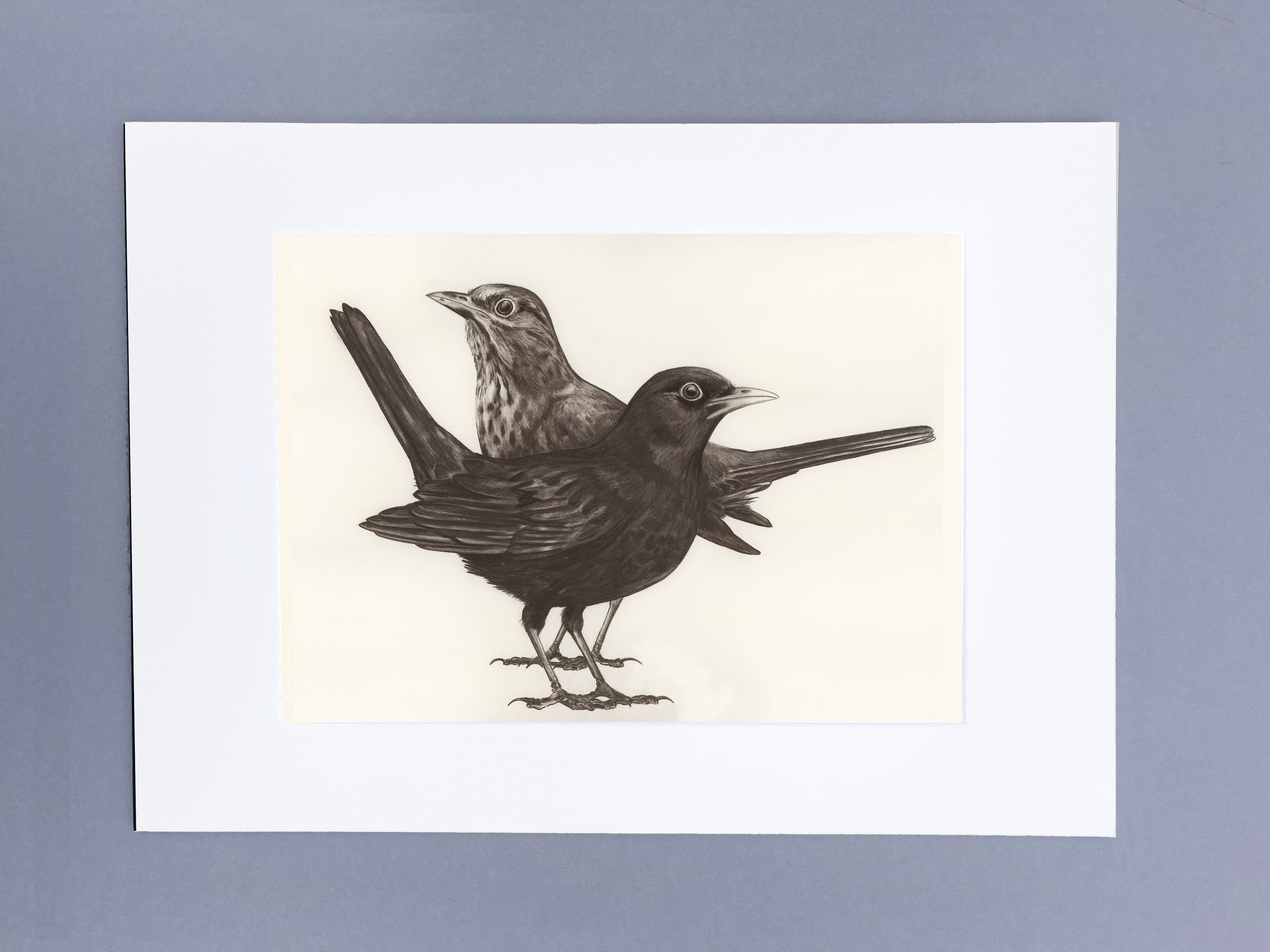 Blackbird