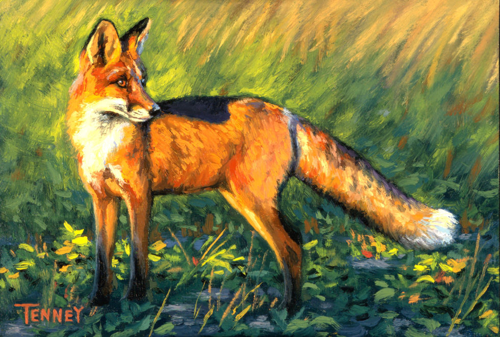 original Oil painting of a fox by Ammon tenney, for sale at gold river gallery