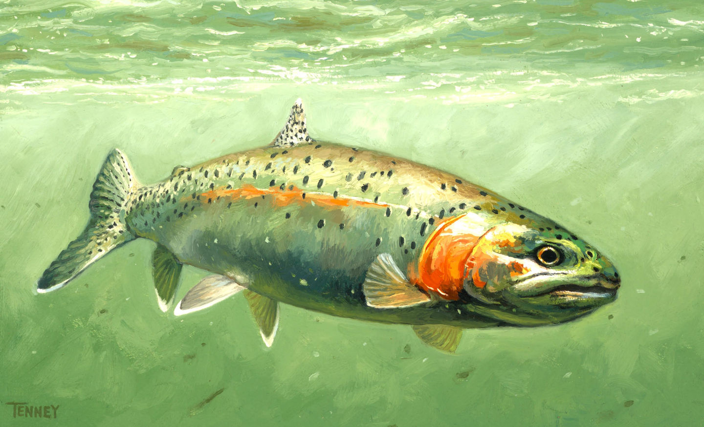 rainbow trout 