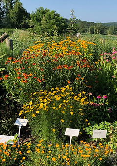 Pam Hawkins' Native Flower Garden at Wind Hill.jpg