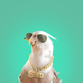 seed.jpg
