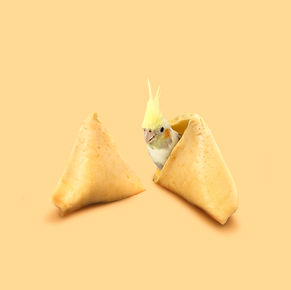 fortune cookie.jpg