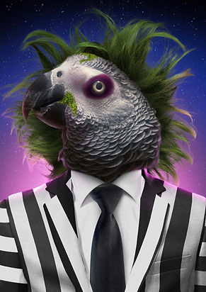 Coco_AfricanGrey.jpg