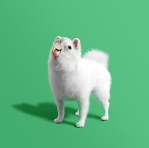 dog.jpg