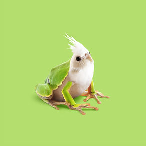 frog_01.jpg
