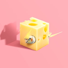 Cheese.jpg
