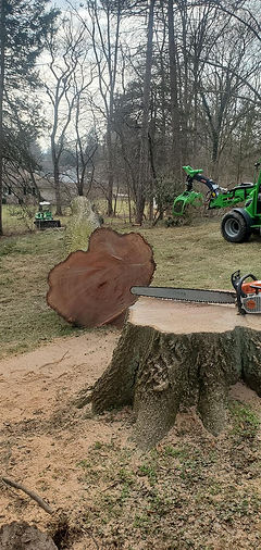 Large tree removal