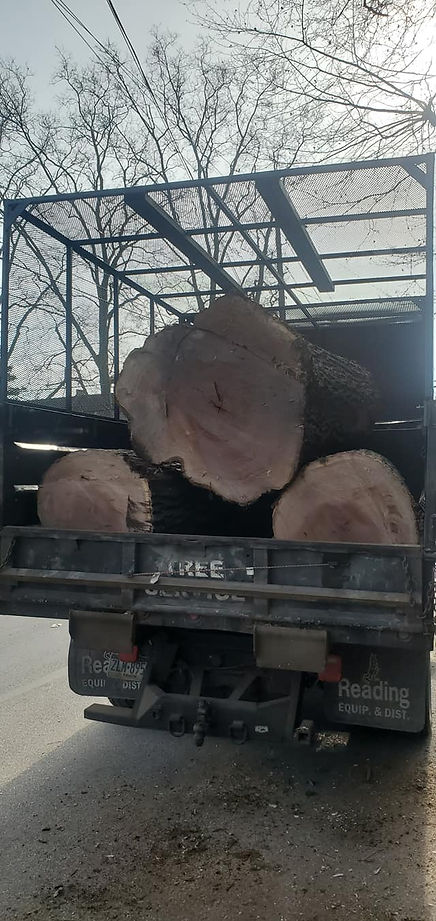 Hauling tree cut down from clients property