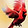 red cardinal.jpg