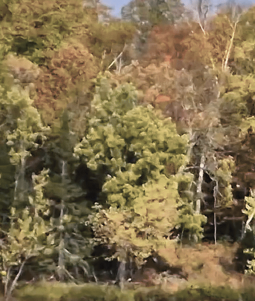 Bald Eagle flying
