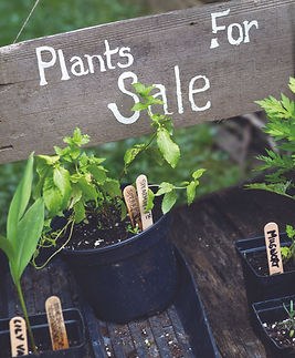 Plant sale in Alvescot in The Land of the Twelve Churches