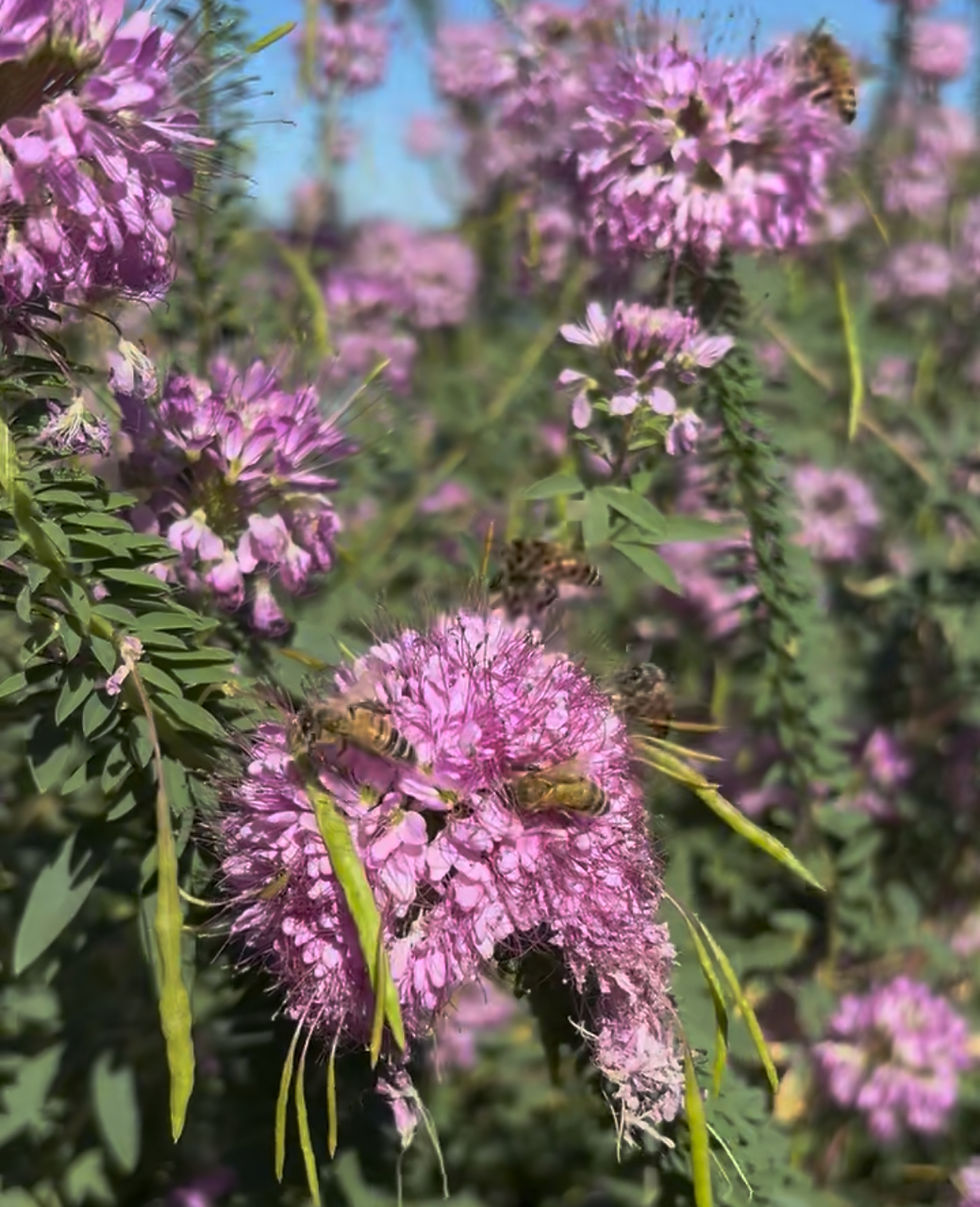 bees pollinating flowers