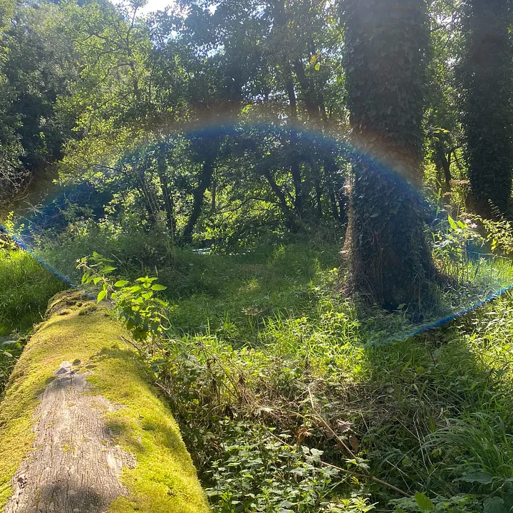 Small rainbow in a forest