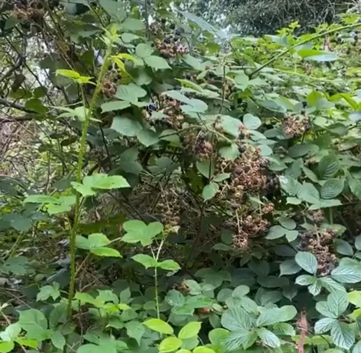 Blackberries on a bush 