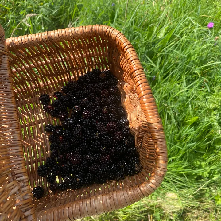 Picked blackberries in a basket