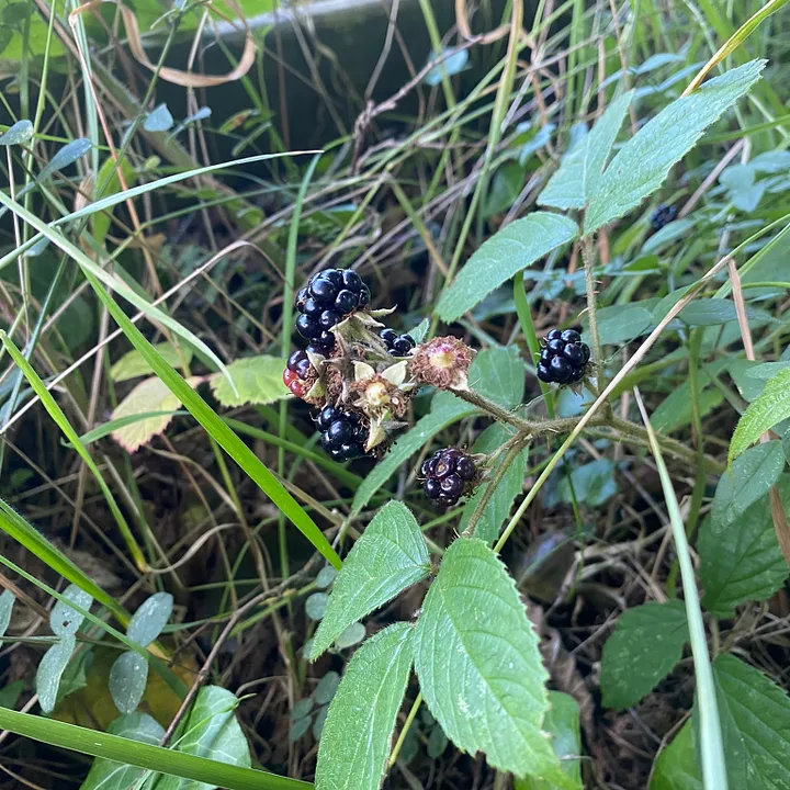 Close up of blackberries in greenery
