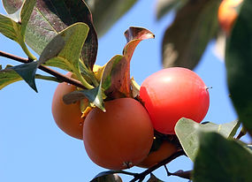 Persimmon Fruit growing on permaculture farm in knoxville MD
