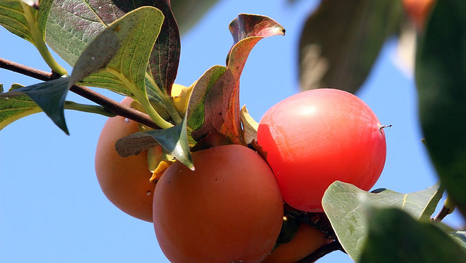 Persimmon Tree