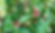 Goumi Berry Bush