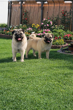 marilyn and elsa