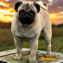Jimmy mam